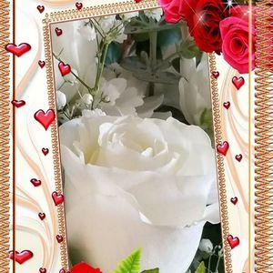 Meet your Posher, Rosa